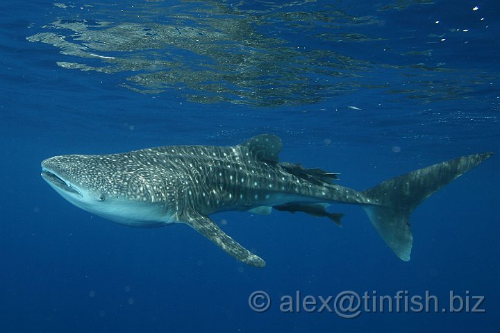 Whale_Shark-056.JPG - It was hard to get far enough away to get a shot of the entire Whale Shark!